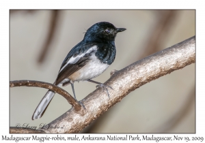 Madagascar Magpie-Robin