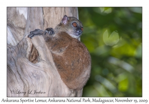 Ankarana Sportive Lemur