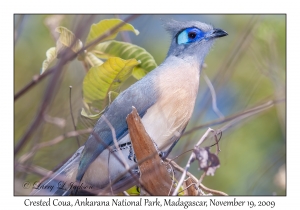 Crested Coua