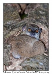 Ankarana Sportive Lemur