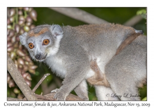 Crowned Lemurs