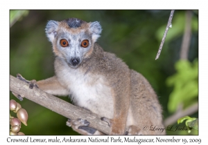 Crowned Lemur