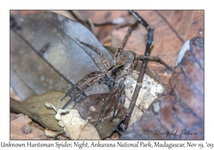 Unknown Huntsman Spider