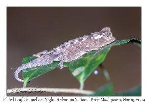 Plated Leaf Chameleon