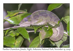 Panther Chameleon