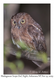 Madagascar Scops Owl