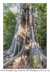 Giant Strangler Fig