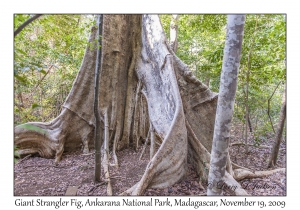 Giant Strangler Fig