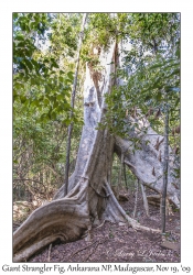 Giant Strangler Fig