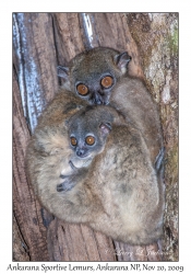 Ankarana Sportive Lemurs