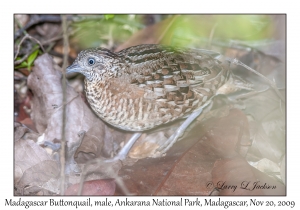 Madagascar Buttonquail