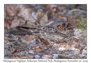 Madagascar Nightjar