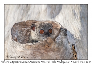 Ankarana Sportive Lemur