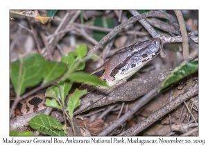 Madagascar Ground Boa