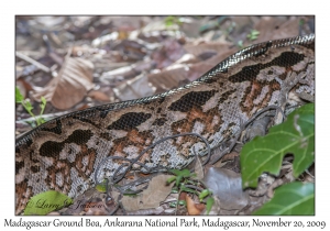 Madagascar Ground Boa