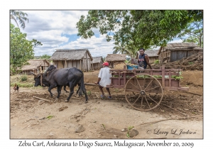 Zebu Cart