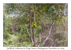 Jackfruit