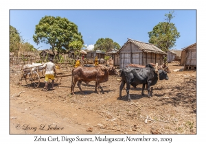 Zebu Cart