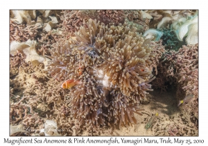 Magnificent Sea Anemone & Pink Anemonefish