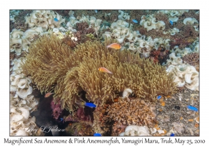 Magnificent Sea Anemone & Pink Anemonefish