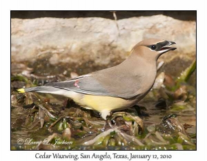 Cedar Waxwing