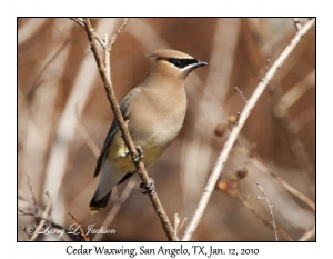 Cedar Waxwing