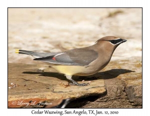 Cedar Waxwing