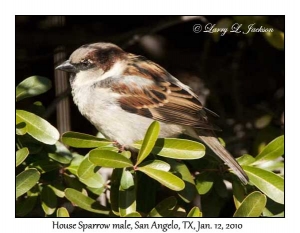 House Sparrow, male