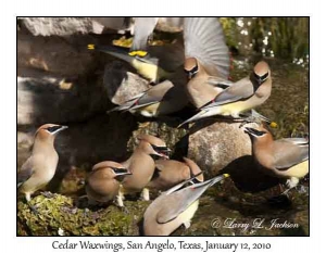 Cedar Waxwings