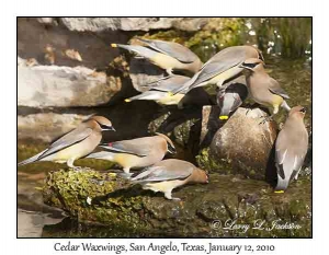 Cedar Waxwings