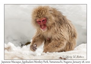 Japanese Macaque