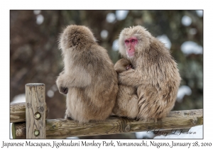 Japanese Macaques