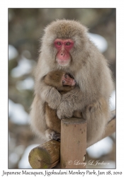 Japanese Macaques