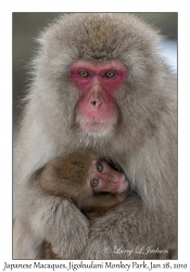 Japanese Macaques