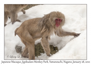 Japanese Macaque