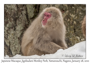 Japanese Macaque