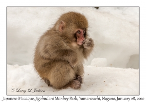 Japanese Macaque