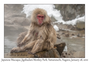 Japanese Macaque