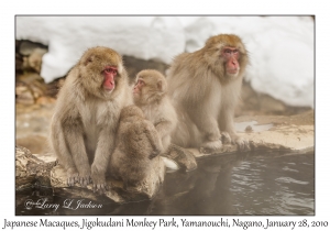 Japanese Macaques