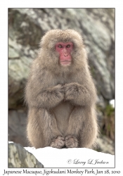 Japanese Macaque