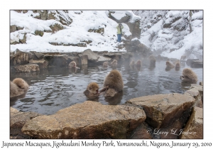 Japanese Macaques