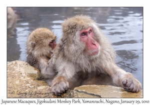 Japanese Macaques