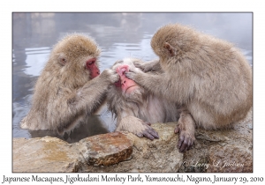 Japanese Macaques