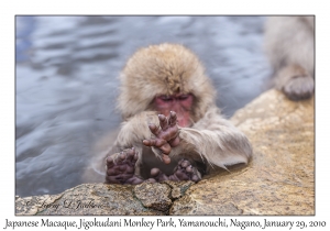 Japanese Macaque