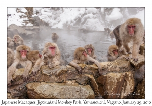 Japanese Macaques