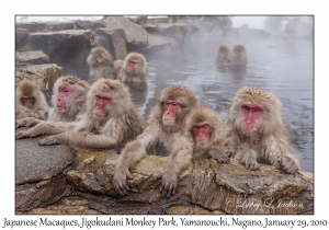 Japanese Macaques