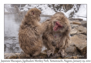 Japanese Macaques