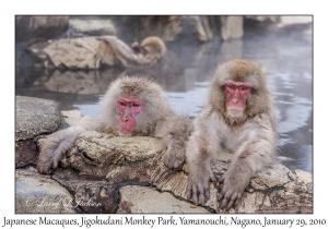 Japanese Macaques