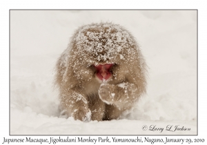 Japanese Macaque