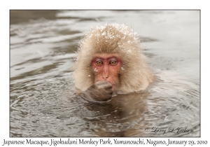 Japanese Macaque